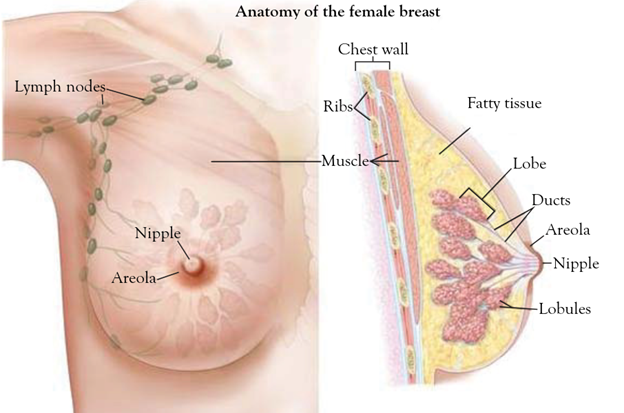 Anatomy of the female breast